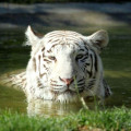 Photo de la tête d'un tigre blanc qui émerge de son bassin.