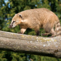 Coati marchant sur un tronc d'arbre placé en hauteur. Son pelage est gris-brun avec le bout du museau marron clair.