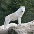 Plusieurs loups blanc d'Alaska sur un rocher dont un est debout sur ses pattes avant, il domine.