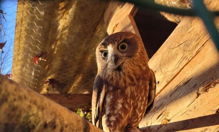 Chouette boubouk vue de face. son plumage est brun pâle à brun foncé,