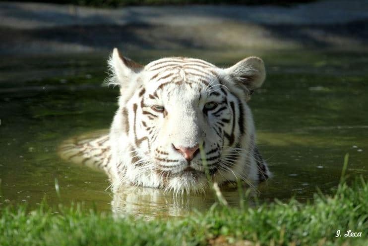 Photo de la tête d'un tigre blanc qui émerge de son bassin.