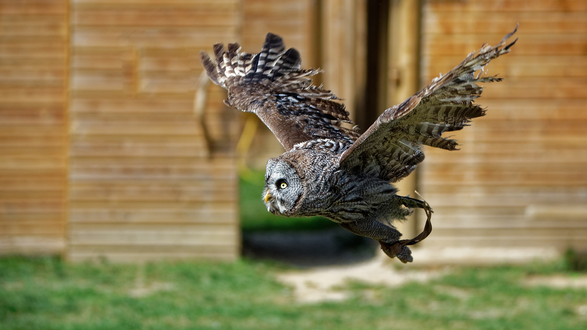 Chouette lapone en vol au cours du vol d'oiseaux.