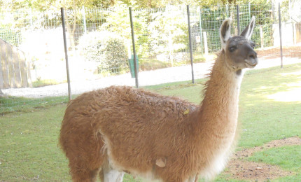 Lama dans son enclos.