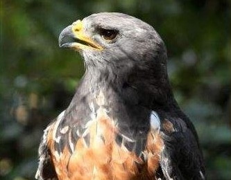 Portrait d'une buse rounoir de face. Son plumage est noir-ardoise.