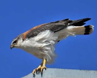 Buse tricolore perchée sur un bâtiment. Il est gris sur le dessus, hormis le front et les joues qui sont striés de noir. Le dessous est blanc.