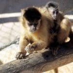 Capucin sur une branche en bois portant son petit sur son dos.
