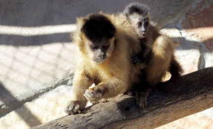 Capucin sur une branche en bois portant son petit sur son dos.