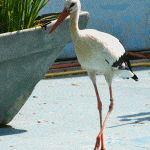 Cigogne blanche.