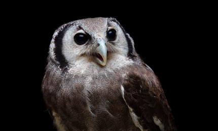 Photot de Rémi Chapeaublanc d'un hibou grand duc de verreaux vue de face. Son bec est entrouvert. Le front est gris clair ou blanc laiteux, légèrement strié de bandes foncées horizontales, le cou, la poitrine et le ventre, de même couleur présentent les mêmes stries. Le manteau est brun-gris clair avec des nuances blanches.