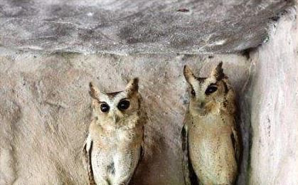 Deux hiboux petits ducs colliers.