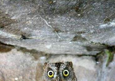 Portrait d'un hibou petit scop debout dans son nid. Son plumage couleur d'écorce avec une forme brune et une forme grise. Il est parsemé de stries sombres finement barrées.