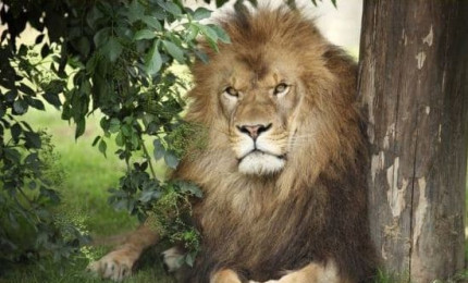 Photo d'un lion allongé contre un arbre, des branchages sont autour de lui.