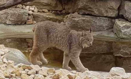 Lynx du Canada marchant au bord de son bassin. Son pelge est dense et ses pattes sont larges. Ses oreilles se finissent en pointes comme des pinceaux.