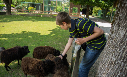 Enfant donnant des popcorns aux moutons de ouessant.