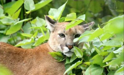 Puma caché dans les branchages.