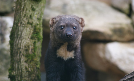 Portrait de face d'un tayra.