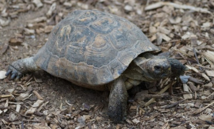 Tortue grecque mauresque, sa teinte est grise avec quelques pointes de jaune.
