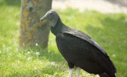 Urubu à tête noir posé sur le sol, dans l'herbe.