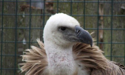 Portrait d'un vautour fauve.