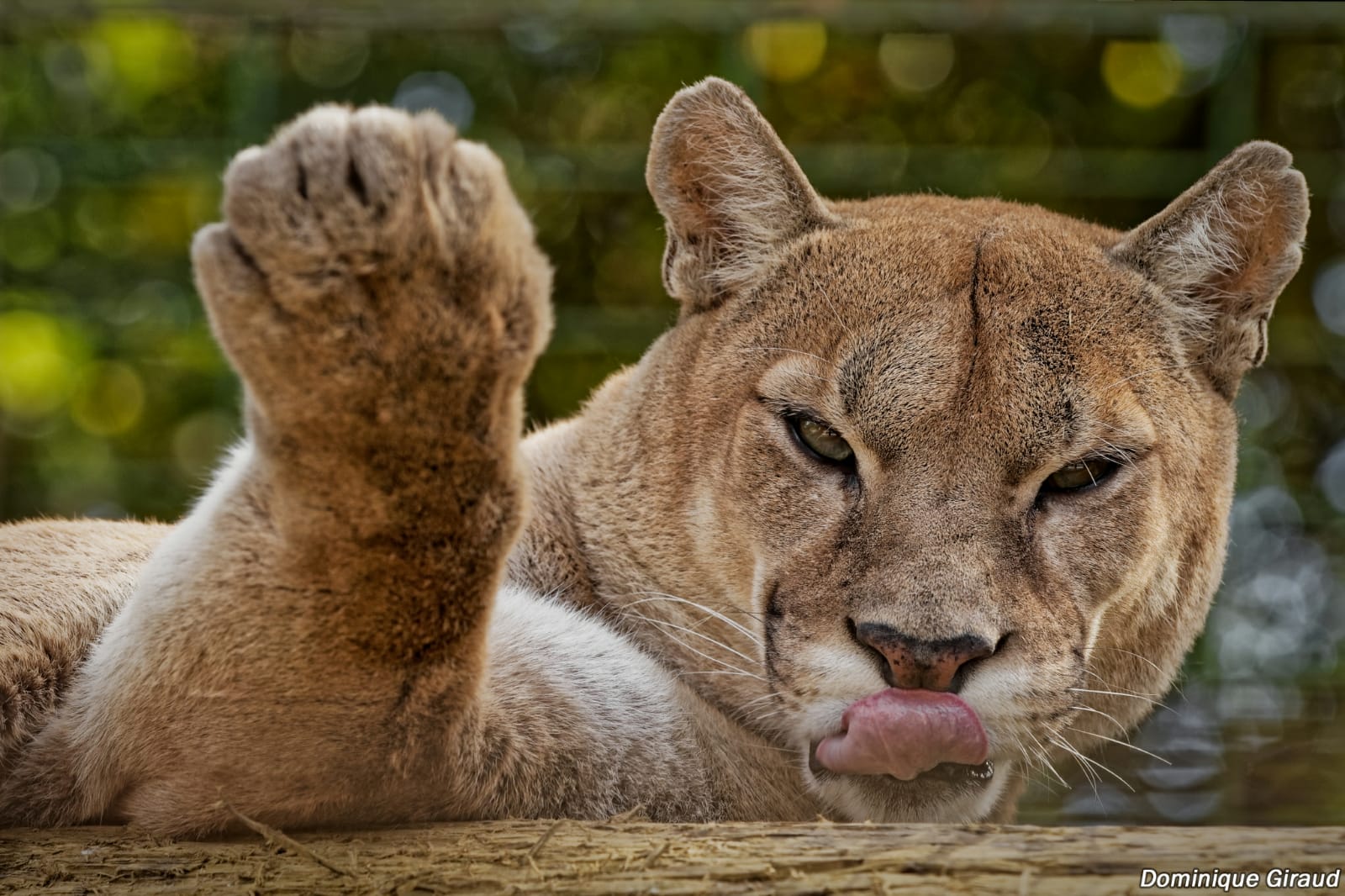 Puma allongé, il sort la langue de sa gueule et regarde en face. Sa patte gauche est relevée. Son pelage est beige roux, un ton fauve. l