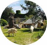 Visuel en forme de pastille montrant, en extérieur, la chambre au milieu du parc des loups du lodge Grand Nord, 2 loups d'Alaska sont présents.