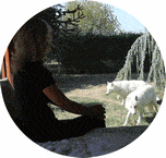 Visuel en forme de pastille de la chambre au milieu du parc du Grand Nord.